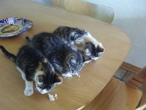 Huskat bettemis'!(:.<3 - baby bettemis:D. aller længest væk :D billede 11