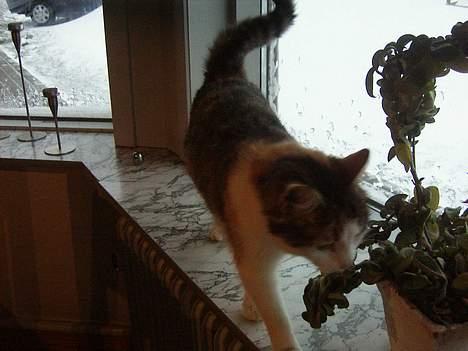 Huskat bettemis'!(:.<3 - <3. billede 12