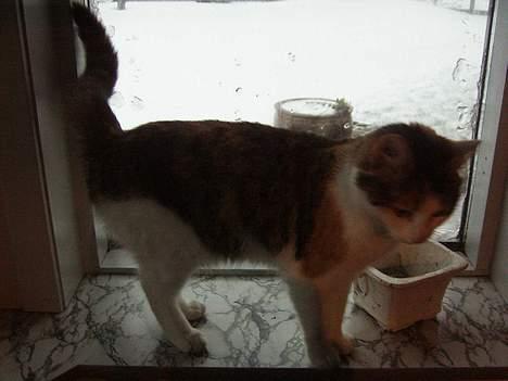 Huskat bettemis'!(:.<3 billede 14