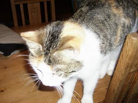 Huskat bettemis'!(:.<3 billede 15