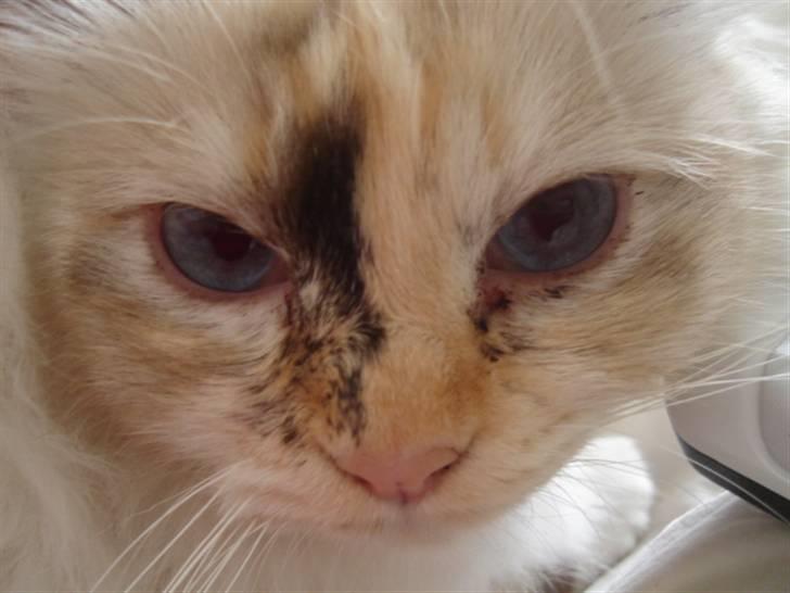 Hellig Birma Søsser - Søsser<33 billede 1