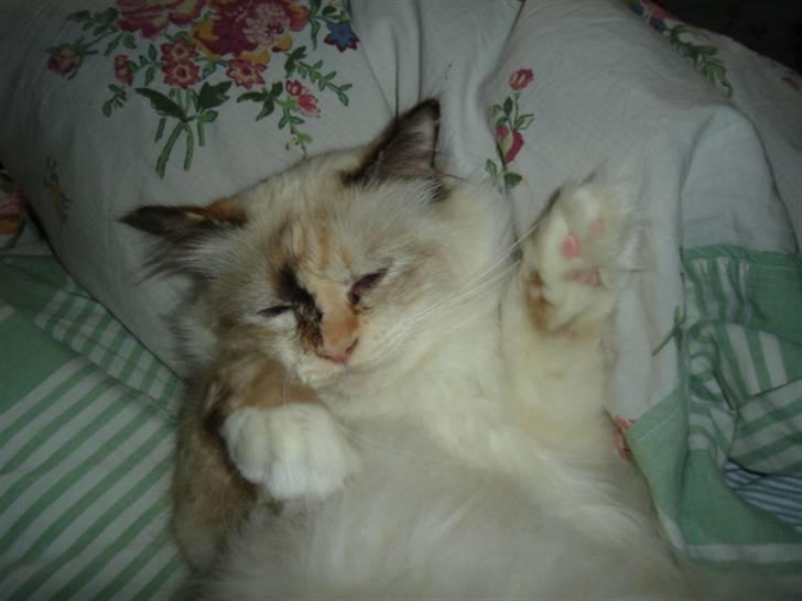 Hellig Birma Søsser - Nuurh !! :*:*<333 billede 2