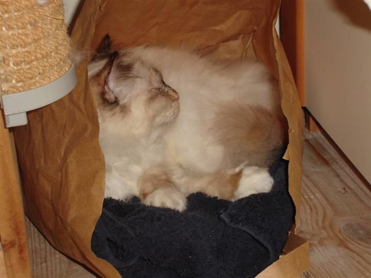 Hellig Birma Søsser - Søsser<33 billede 3