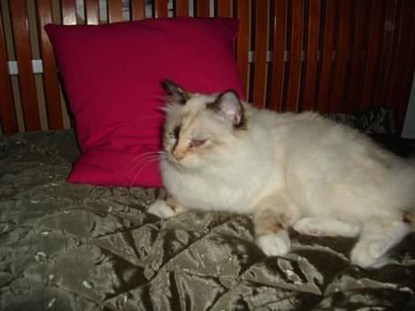 Hellig Birma Søsser - Søsser<33 billede 4