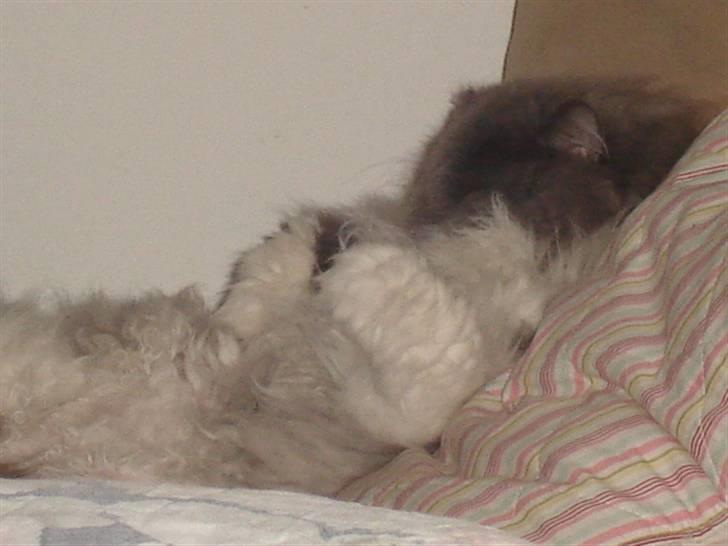 Perser Phillip blue bauer R.I.P - Phillip<33 billede 1