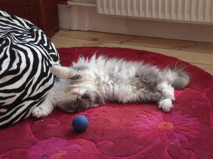 Perser Phillip blue bauer R.I.P - Sååådan ;D billede 2