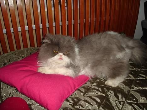 Perser Phillip blue bauer R.I.P - Så nu er phillip sur, han har lige fået tæv af Søsser billede 3