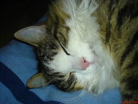 Norsk Skovkat Emil billede 1