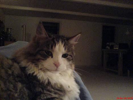 Norsk Skovkat Emil billede 2