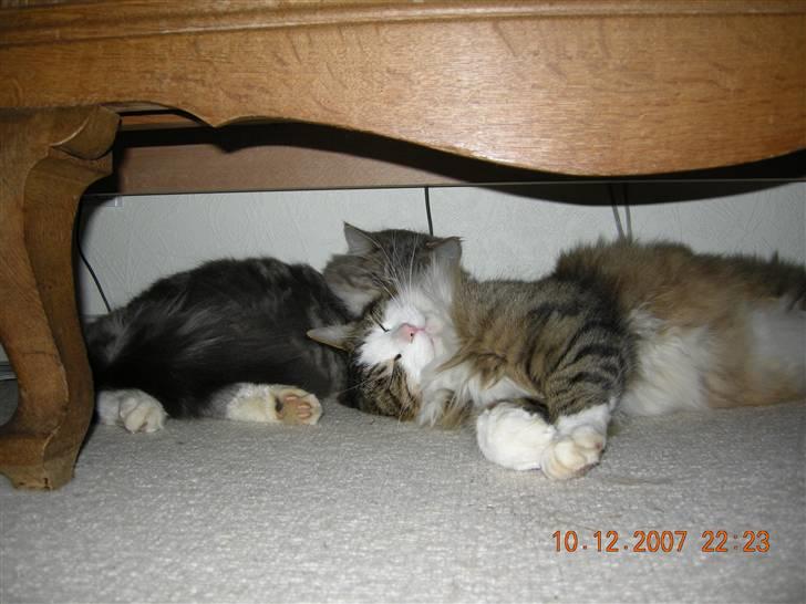 Norsk Skovkat Emil billede 3