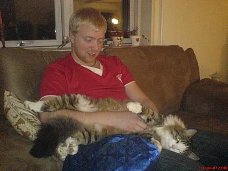 Norsk Skovkat Emil billede 4