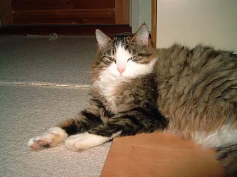 Norsk Skovkat Emil billede 5