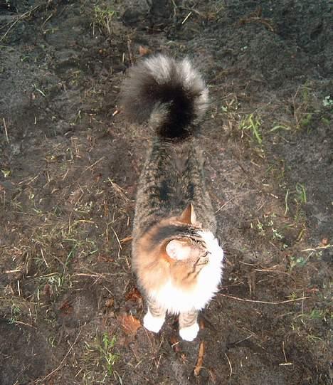 Norsk Skovkat Emil billede 6