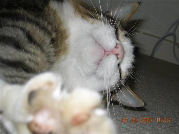 Norsk Skovkat Emil billede 7