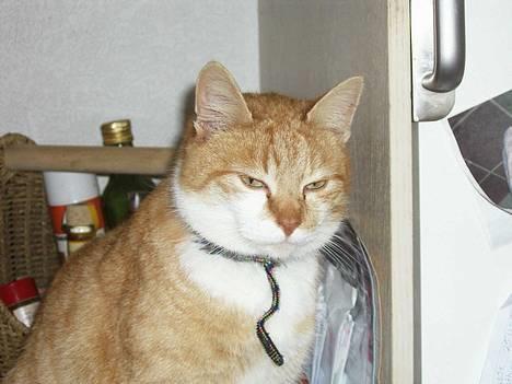 Huskat loui<3 * forsvundet * ;'( - årh du betød sku alt,<3 billede 10