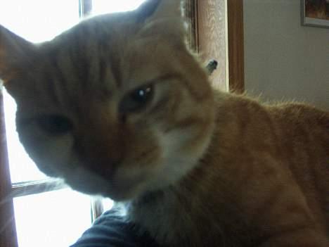 Huskat loui<3 * forsvundet * ;'( - <3. billede 11