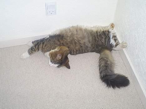 Norsk Skovkat Emil billede 8