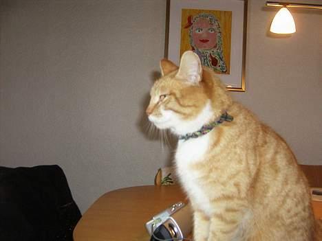 Huskat loui<3 * forsvundet * ;'( billede 12