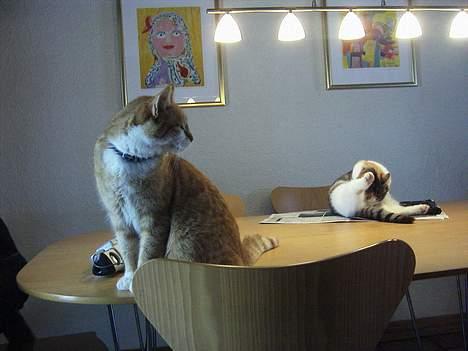 Huskat loui<3 * forsvundet * ;'( - haha, måske ikke så godt tagetxb. billede 13