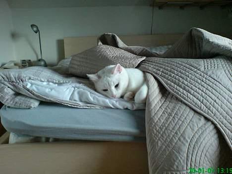 Huskat Felix - Sov sødt lille (s)kat billede 1