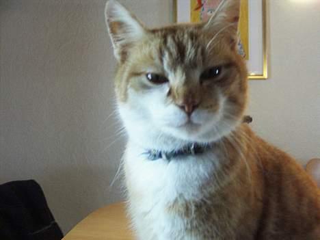 Huskat loui<3 * forsvundet * ;'( - /;. billede 14