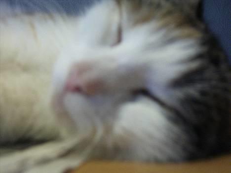 Huskat bettemis'!(:.<3 billede 16