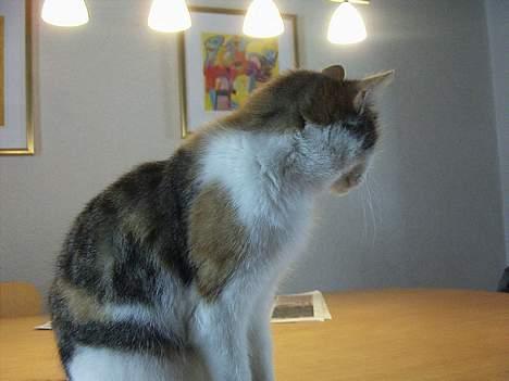 Huskat bettemis'!(:.<3 billede 17