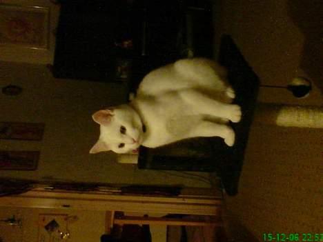 Huskat Felix - Her kan jeg se det hele fra! billede 2