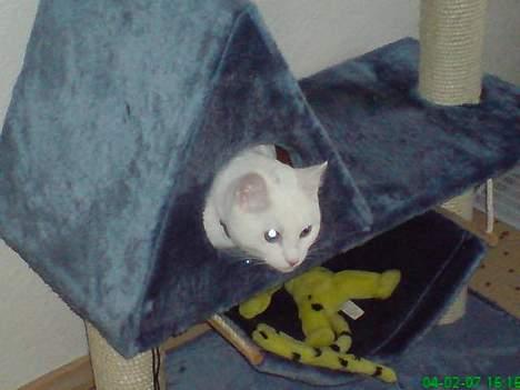 Huskat Felix - Kuk Kuk her er jeg billede 3