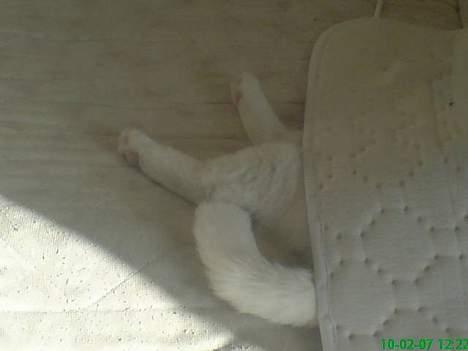 Huskat Felix - Ja vi kunne ikke finde ham..... billede 4