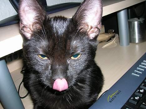 Huskat Misse - Hun kan også se MEGET dum ud :P billede 11