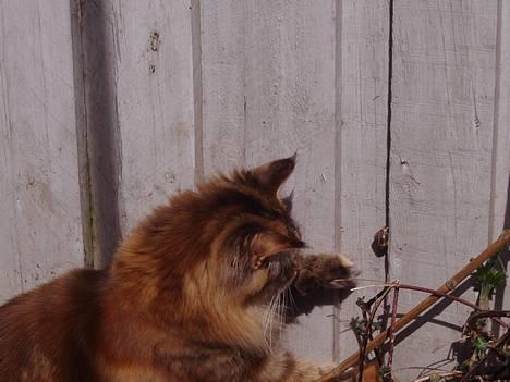 Maine Coon Rushcutter's Jelly Jewel billede 9