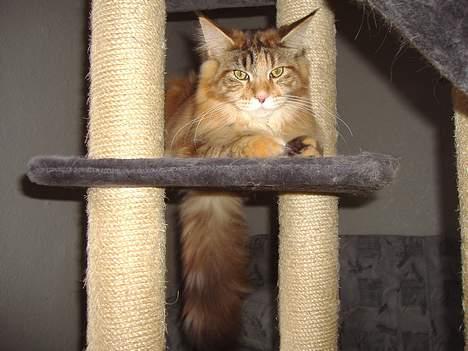 Maine Coon Rushcutter's Jelly Jewel billede 10
