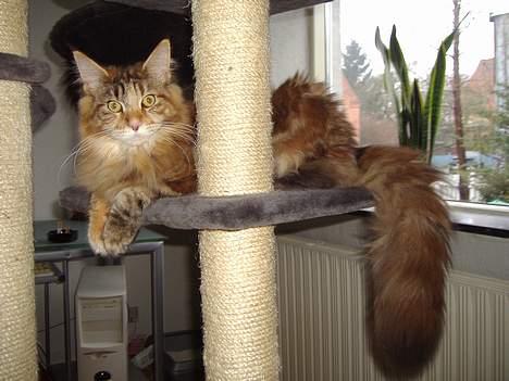 Maine Coon Rushcutter's Jelly Jewel billede 11