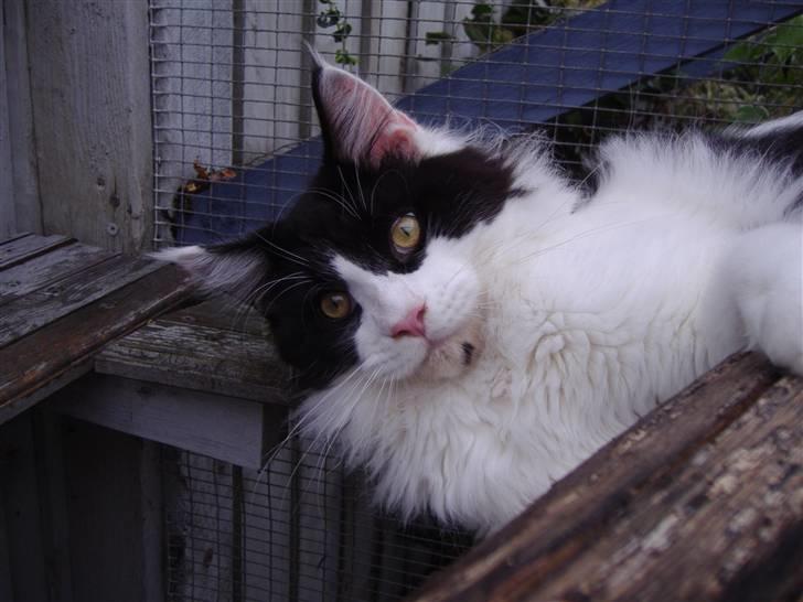 Maine Coon Løvehulen's Bandit -  15-8 -07Bandit 9 mdr billede 12