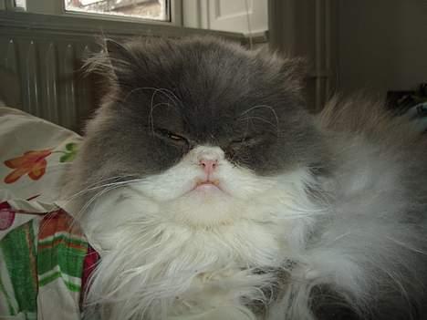 Perser Phillip blue bauer R.I.P - Elsker dig phillip <33 billede 4