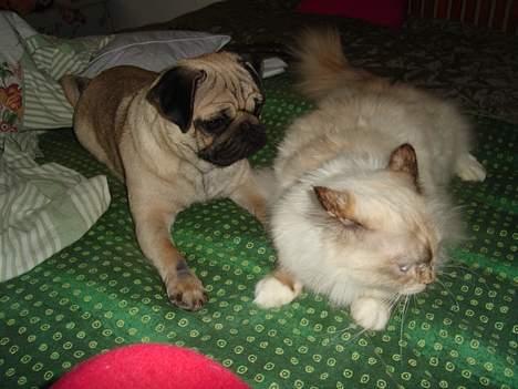 Hellig Birma Søsser - Tsh qåå nuue !! billede 5