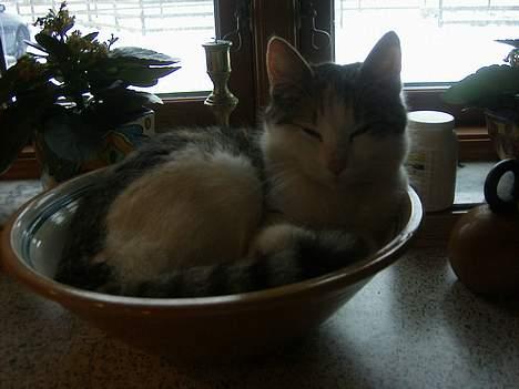 Huskat bettemis'!(:.<3 billede 19