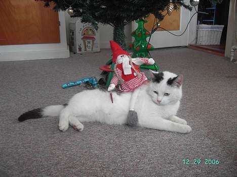 Huskat Plet mis billede 15