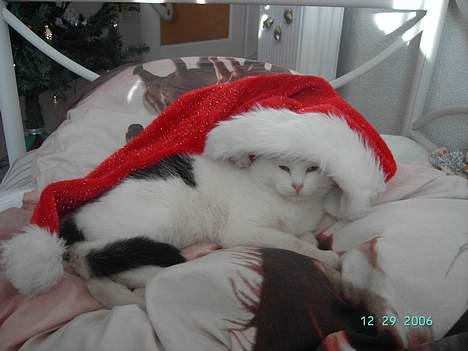 Huskat Plet mis billede 16