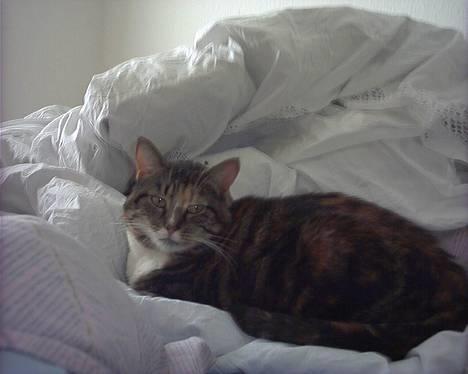 Huskat Putte - Putte der ligger og daser på sengen!  billede 1