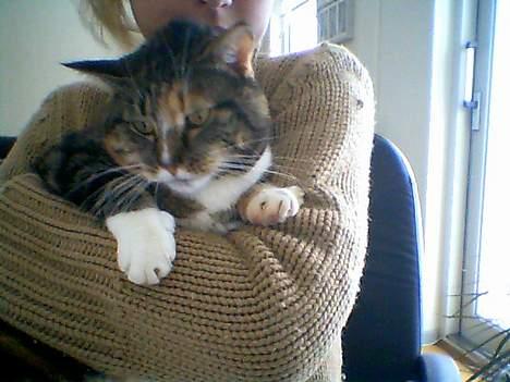 Huskat Putte - Putte sammen med mig ved computeren billede 2