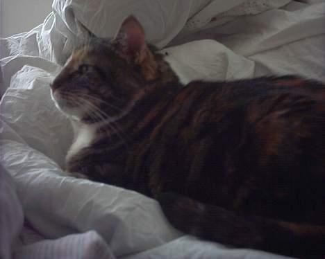 Huskat Putte - Putte der halv-sover.. billede 3