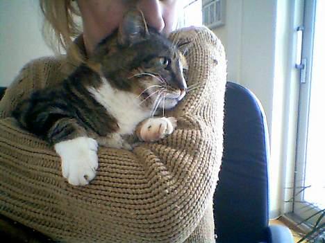 Huskat Putte - Putte er ikke så glad for at få taget billeder, kigger på en fugl i haven! billede 4