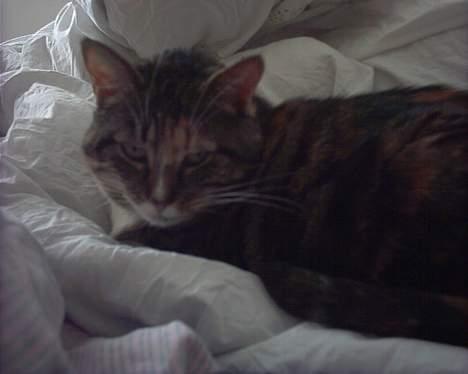 Huskat Putte - Putte er meget træt! billede 5