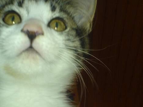 Blanding af racer Simba..<3 - Simba ikk SÅ tæt på! billede 16