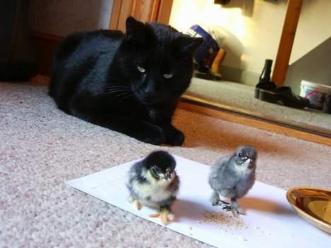 Huskat Iv issen - Man skal passe på kyllingerne siger min ejer... billede 4