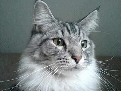 Maine Coon Timon billede 1