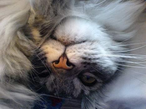 Maine Coon Timon billede 2