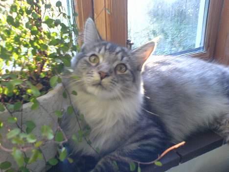 Maine Coon Timon - Timon og yndlingsblomsten...æv at det er lidt utydeligt, men hvad :-) billede 3
